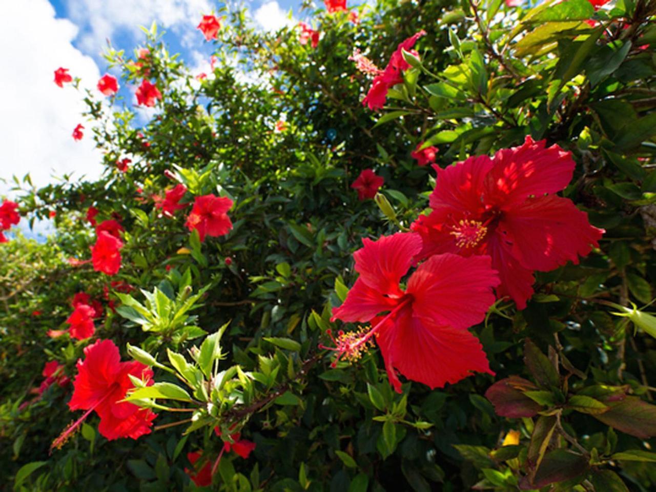 Sun Green Resort Hotel Ishigaki Ishigaki  Екстер'єр фото